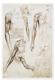 Poster  Muscles d'un homme - Leonardo da Vinci