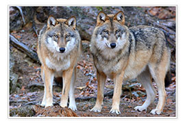 Poster Loups