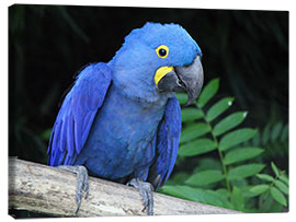 Tableau sur toile  Hyacinth macaw