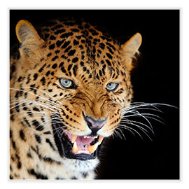 Poster  snarling leopard