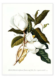 Poster  Magnolia - Georg Dionysius Ehret