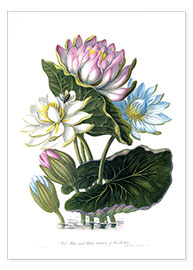 Poster  Lotus rouge, bleu et blanc de l'Hindoustan - James Forbes