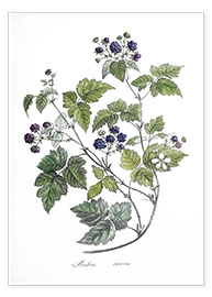 Poster  Rubus caesius (Ronce des champs) - German School