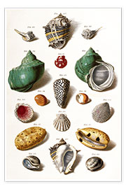 Poster Coquillages divers
