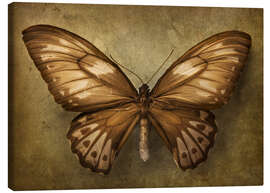 Tableau sur toile  Papillon brun - Elena Schweitzer