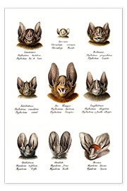 Poster  Different Kinds Of Bats - Karl Joseph Brodtmann