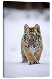 Tableau sur toile  Bébé tigre de Sibérie dans la neige - FLPA