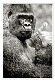 Poster  Gorille des plaines