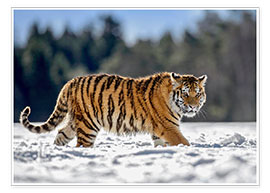 Poster  Tigre de Sibérie dans la neige