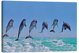 Tableau sur toile  Six dauphins sautant hors de l'eau - Gérard Lacz