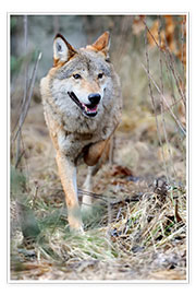 Poster Loup en chasse