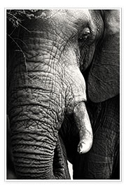 Poster  Éléphant - Johan Swanepoel