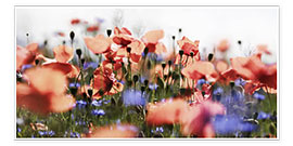 Poster Poppies and Cornflowers