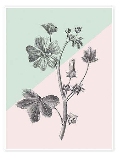 Poster Etude de botanique VII