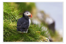 Poster  Puffin 