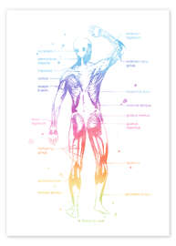 Poster Muscles du corps humain arc-en-ciel II (angais)