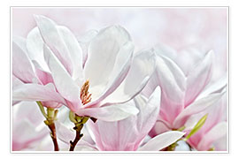 Poster Magnolia Blossoms I