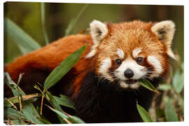 Tableau sur toile  Panda roux à Wolong - Jim Zuckerman