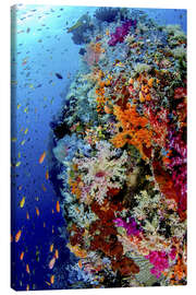 Tableau sur toile  Poissons et récifs coralliens en Indonésie - Jones &amp; Shimlock