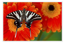 Poster  Papillon papilioninae sur une gerbera - Darrell Gulin