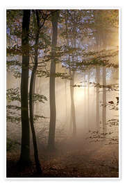 Poster Forêt d'automne dans le brouillard