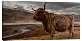 Tableau sur toile  Vache highland en Écosse - Art Couture