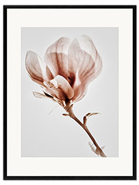 Impression artistique encadrée  Magnolia fleuri - Magda Izzard